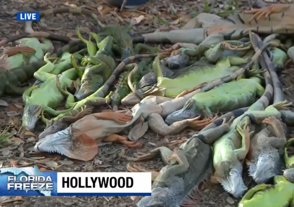 Pile of iguanas stiff from a cold snap in Hollywood, Florida.
